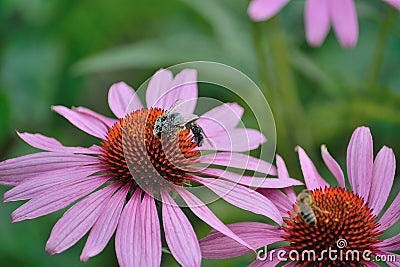 Flowers an a Busy Bee