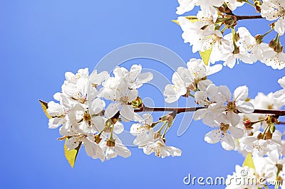 Flowers of cherry in spring garden at blue sky