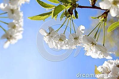 Flowers of cherry in spring garden at blue sky