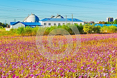 The flowers in clusters and buildings