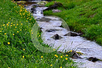 Flowers on a creek bed