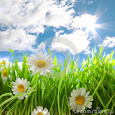 Flowers with grassy field on blue sky