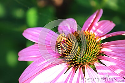Flowers and insects