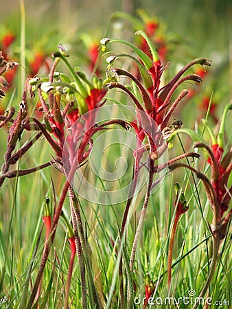 Flowers - Kangaroo paw