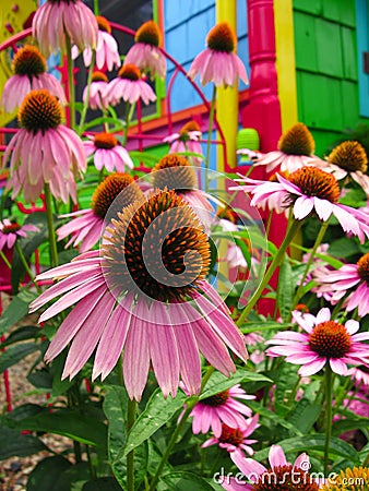 Flowers - Magic Fantasy Rainbow Coneflower Garden