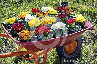 Flowers in an old cart