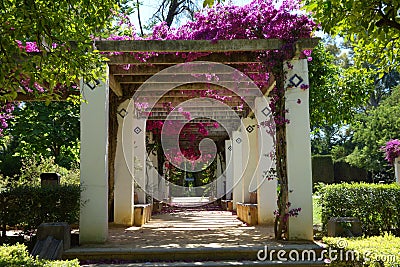 Flowers in Park Maria Luisa Park, Seville