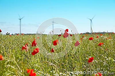 The flowers of poppy seeds against wind engins