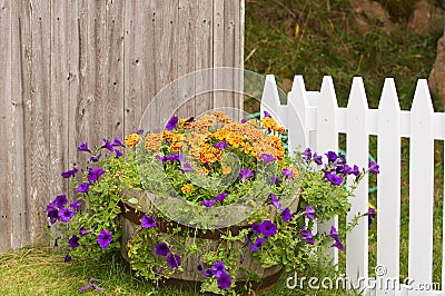 Flowers pot near fences
