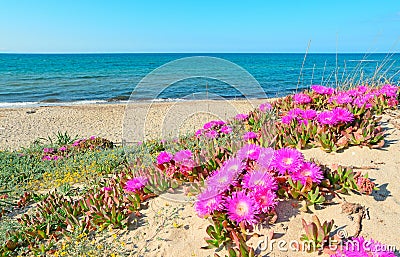 Flowers by the sea