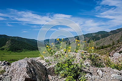 Flowers yellow mountain background
