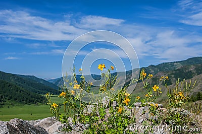 Flowers yellow mountain background