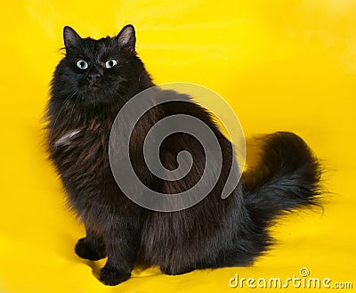 Fluffy black cat with green eyes sitting on yellow