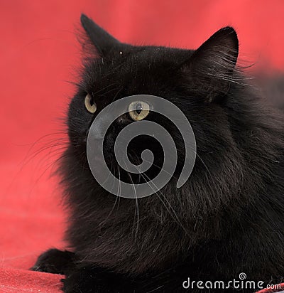 Fluffy black cat