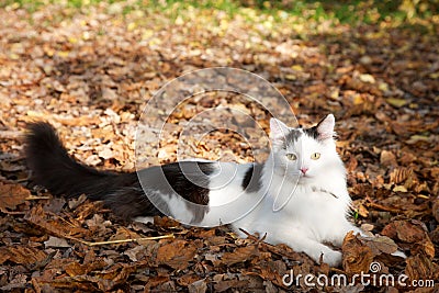 Fluffy black and white cat on leaves