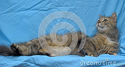 Fluffy cat on a blue background