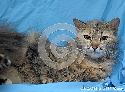 Fluffy cat on a blue background
