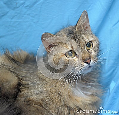 Fluffy cat on a blue background