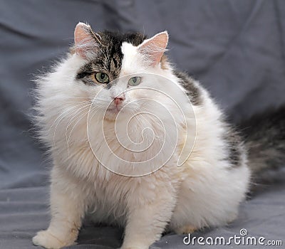 Fluffy cat on a gray background