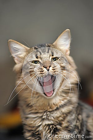 Fluffy cat yawns