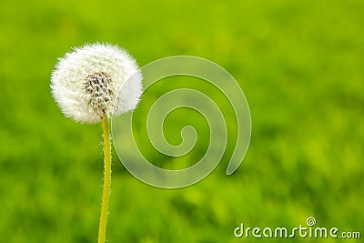 Fluffy dandelion on a green background