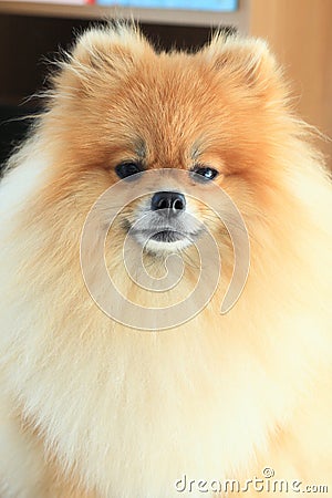 Fluffy face pomeranian dog