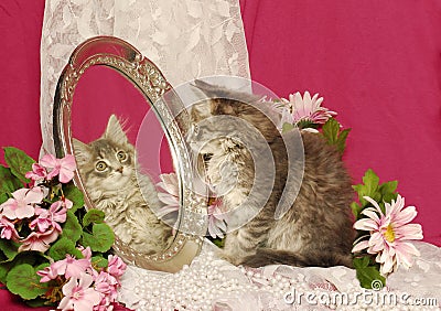 Fluffy Grey Kitten Looking at Own Image in Mirror