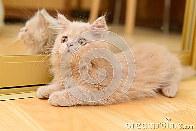 Fluffy Persian kitten