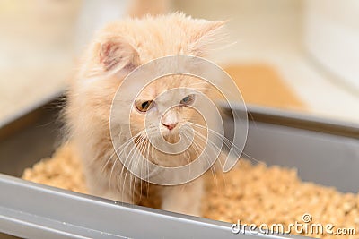 Fluffy Persian kitten