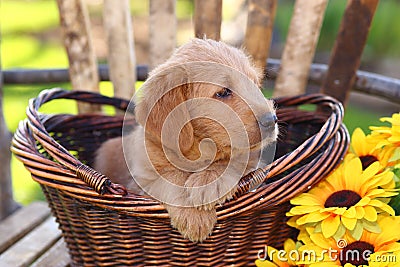 Fluffy Poodle Mix Puppy Sits in a Basket with Sunflower