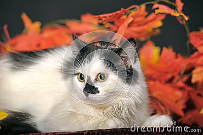 Fluffy white cat with black spots on a background of autumn leaves