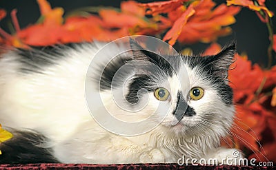 Fluffy white cat with black spots on a background of autumn leaves