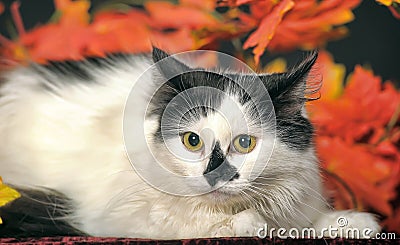 Fluffy white cat with black spots on a background of autumn leaves