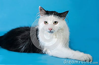 Fluffy white cat with black spots lies on blue background