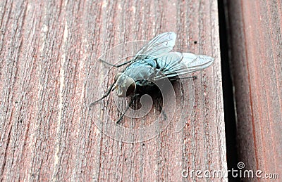 Fly on the brown wooden door