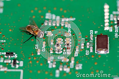 A fly on a circuit board