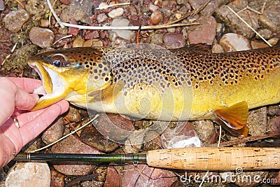 Fly fishing - Brown Trout