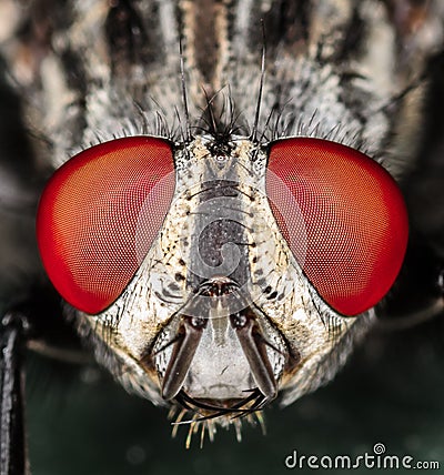 Fly Head and Eyes Macro CloseUp