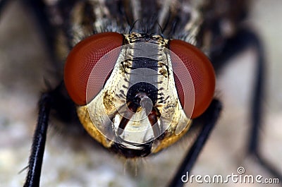 Fly head with red eyes macro close up