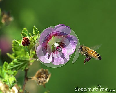 Flying bee and flower