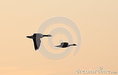 Flying Bird Silhouettes