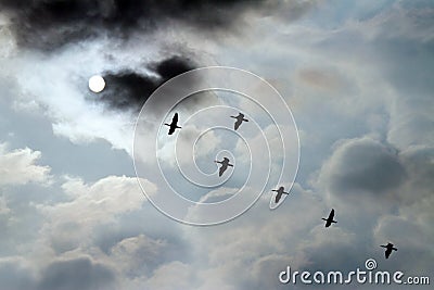 Flying birds in front of the moon