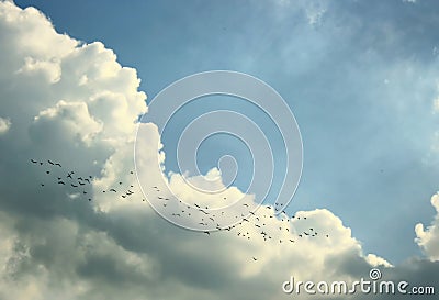 Flying birds in skies