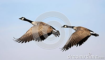 Flying Canada Geese