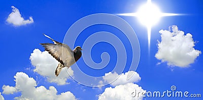 Flying Dove