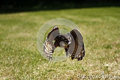 Flying Eagle Owl