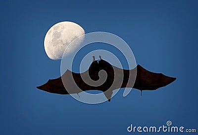 Flying Fox and the Moon.