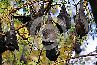 Flying Foxes - bat hanging on a tree branch