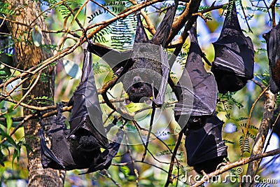 Flying Foxes - bat hanging on a tree branch