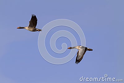 Flying geese